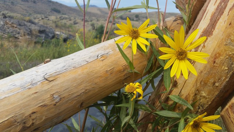 The Boiling River is often accompanied by gorgeous wildflowers.