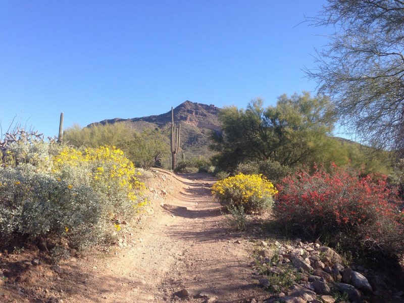 This is a shot showing my favorite spot on the Blevins Trail - it's colorful in spring and has a good view of Pass Mountain.