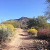 This is a shot showing my favorite spot on the Blevins Trail - it's colorful in spring and has a good view of Pass Mountain.