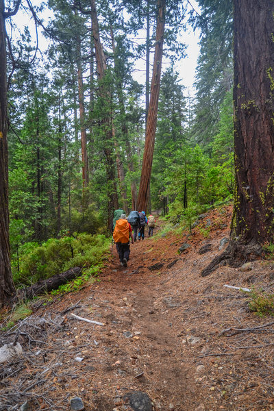 A group of hikers works their way up the Swift Creek Trail.