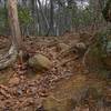 Midway up the Orange Trail, expect this leafy, rooty obstacle.