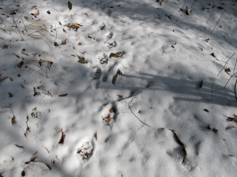 Wolf tracks dot the snow on the Sheltowee Trace Trail.