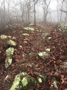 A rock-laden portion of the Rich Mountain Trail makes for a fun challenge. Table Top Boulder (close by) is great for a picnic lunch.