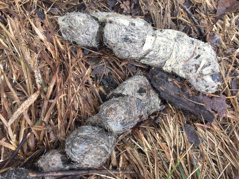 There's scatological evidence of wildlife on the Rich Mountain Trail.