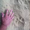 These mountain lion tracks were found near the Chumash Trail.