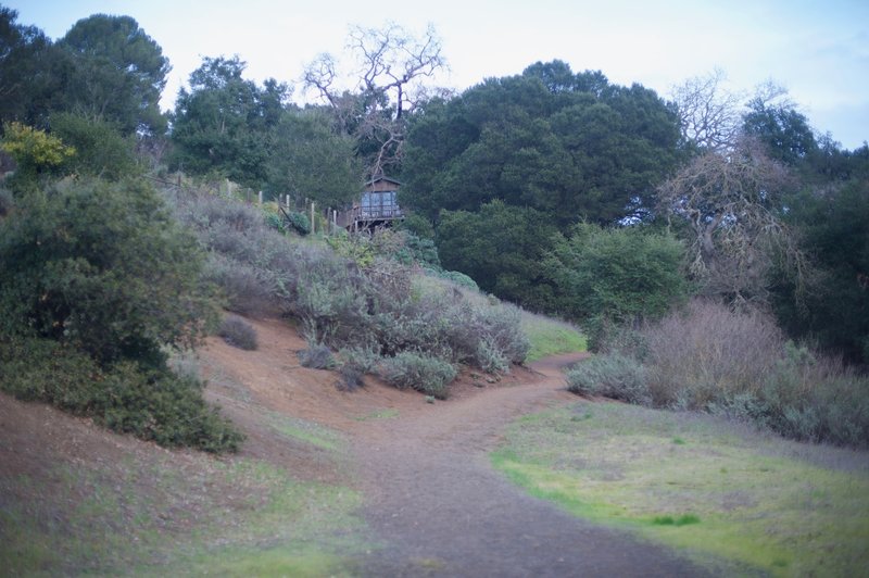 The trail borders the preserve boundary. Small shrubs and trees are found here instead of walking through the woods.