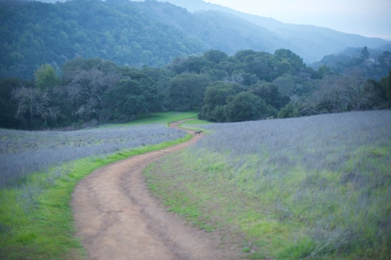 Looking back downhill, a coyote crosses the path in the evening.