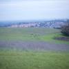 Off to the left, turkeys feed in the fields in the evening. You can see the developed area of the Bay Area and what the preserve would have become if not protected.