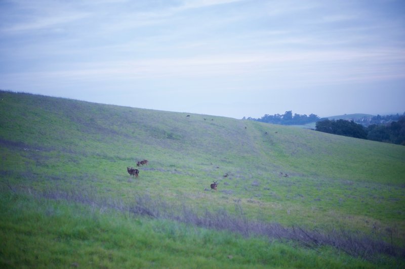 Deer feed in the fields and begin bedding-down for the evening.