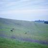 Deer feed in the fields and begin bedding-down for the evening.