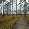 A boardwalk travels through marsh and pine along Boy Scout Road.