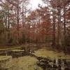 Gorgeous swamp views are abundant on the Acclimatization Trail.