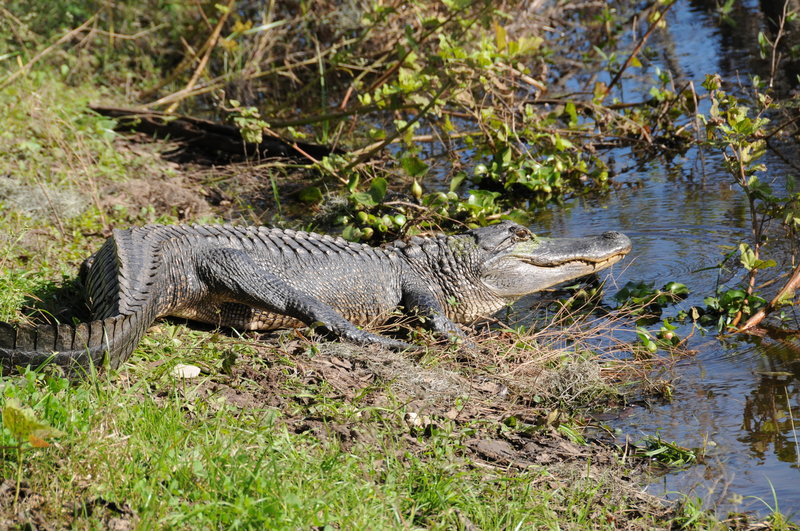 An alligator suns itself next to the Spillway Trail in Brazos Bend State Park.