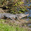 An alligator suns itself next to the Spillway Trail in Brazos Bend State Park.
