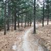 A nice wooded section of the trail.