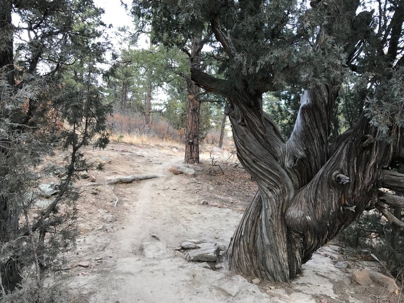 A gnarled tree with plenty of character.