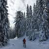 The packed logging road made for easy, peaceful snowshoeing through the trees.