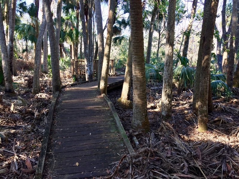 The boardwalk (about a half-mile in) leads through red maple and Virginia willow.