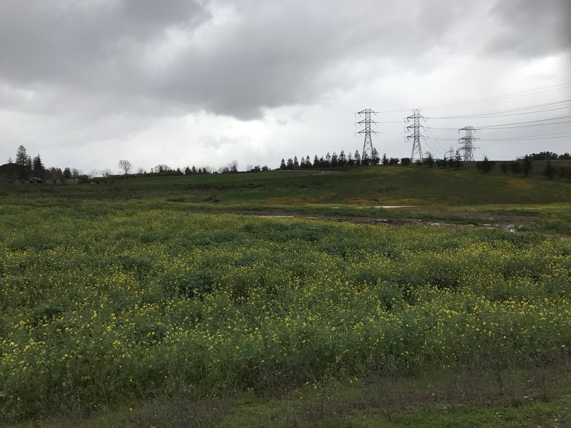 Flowers bloom in the winter in the fields on either side of the trail.