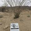 This is a good example of how the signs relate to the plants on the trail.