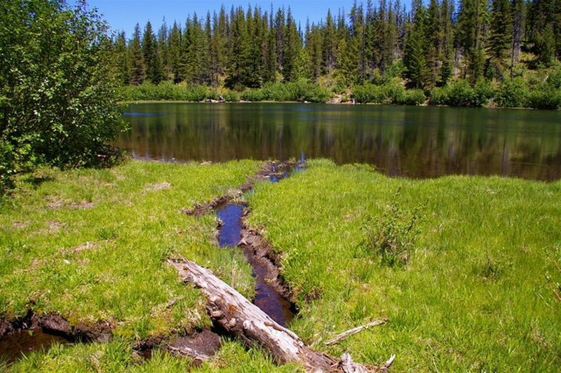 This is the shoreline of Cast Lake. Trees are gradually taking over the lake. Photo by John Sparks.