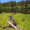 This is the shoreline of Cast Lake. Trees are gradually taking over the lake. Photo by John Sparks.