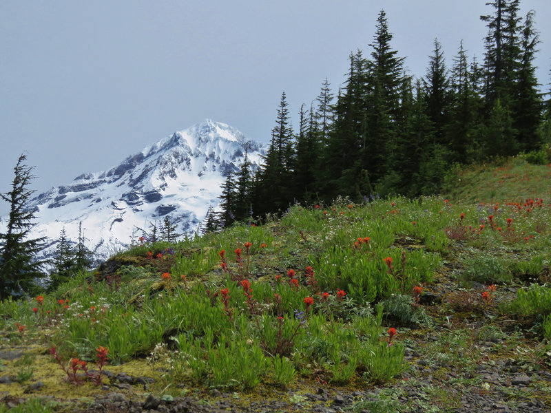 Wildflowers bloom on the Zigzag Mountain Trail #775. Blooms are best in late June and July. Photo by Yunkette.