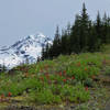 Wildflowers bloom on the Zigzag Mountain Trail #775. Blooms are best in late June and July. Photo by Yunkette.