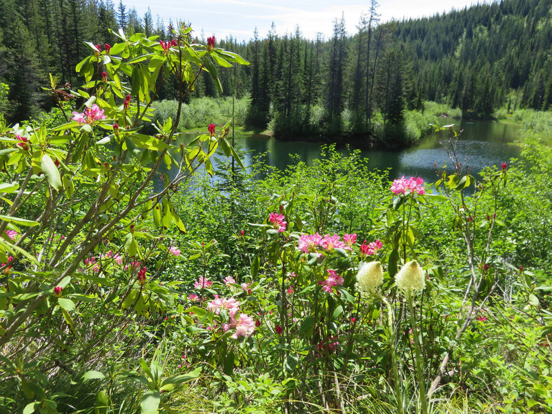 Rhododendron and bear grass bloom along the Cast Lake Trail as it approaches Cast Lake. Photo by Yunkette.