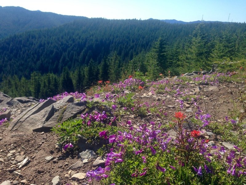 Rock penstemon grow on the Douglas Trail. Photo by Cameron Brown.