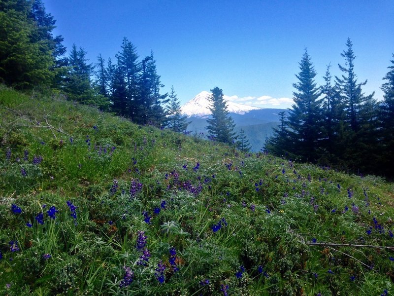 Lupine and larkspur dot the Plaza Trail. Photo by Cameron Brown.