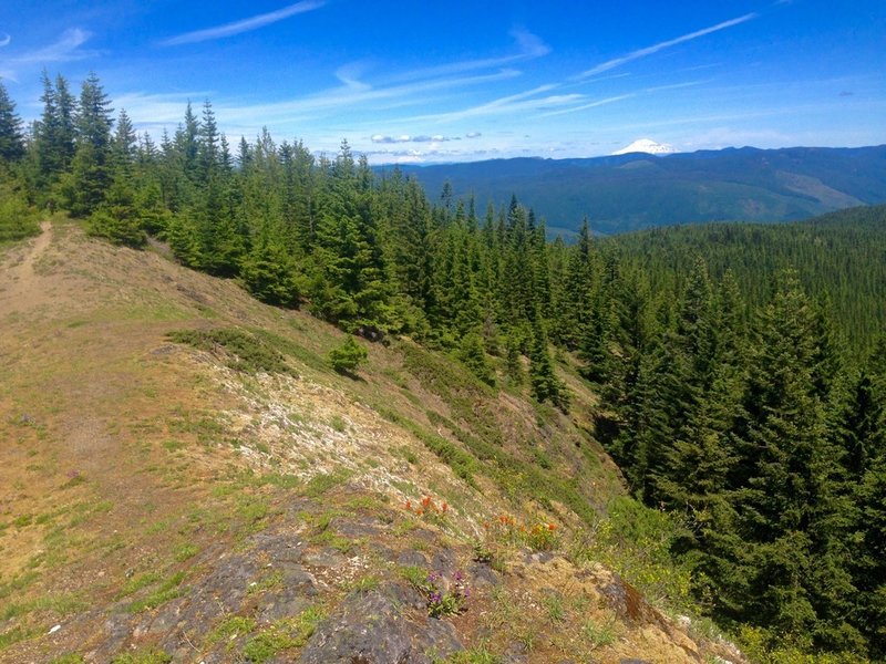 Great views reward visitors to the Plaza Trail on Huckleberry Mountain. Photo by Cameron Brown.