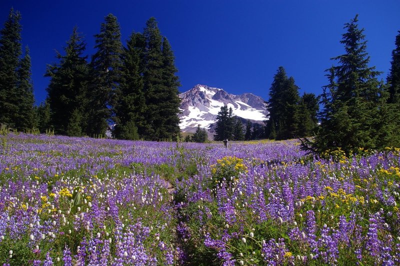 Every year on Mt. Hood, vibrant lupine carpet the valleys alongside the Paradise Park Trail. Photo by Gene Blick.