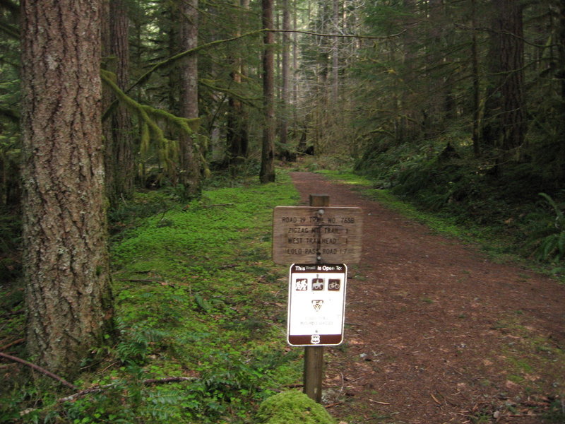 The east end of the Road 19 Trail #775B is just outside of Rhododendron. Photo by USFS.