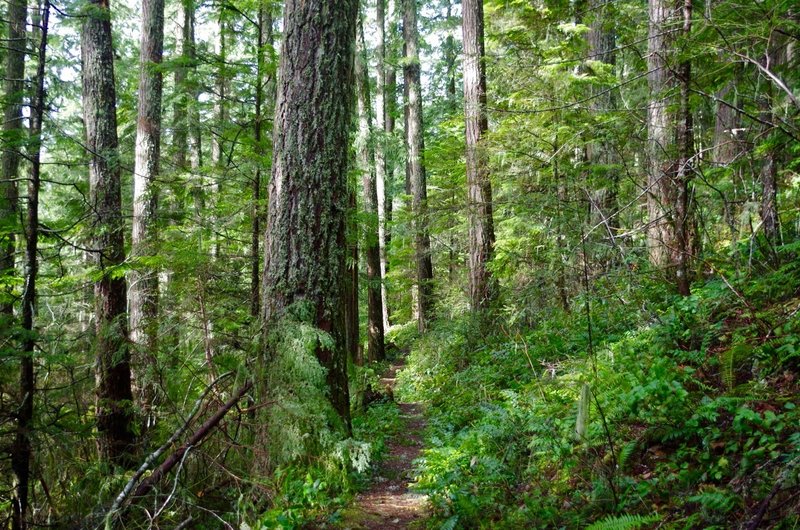 Still Creek Trail connects Camp Creek to Still Creek and is a short, fun hike. Photo by John Sparks.