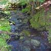 The Summit Trail crosses another tributary of Camp Creek. Skunk cabbage (large leaves on the left) is common in the wet areas. Photo by John Sparks.