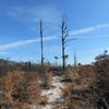 A controlled burn passed through this area along the trail.