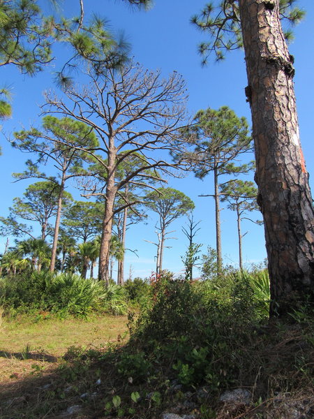 The White Trail and Ocean to Lake Trail converge near this point.