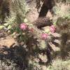 There's lots of cholla on the Moon Rock Trail. While they're not fun to run into, they're pretty when they bloom.