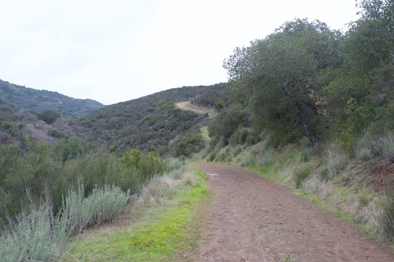 The trail climbs higher into the preserve. While the majority of the trail isn't steep, the trail climbs for almost 2 miles before leveling out.