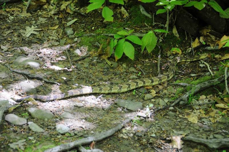 Be careful where you step! This rattlesnake was warming itself on the trail.