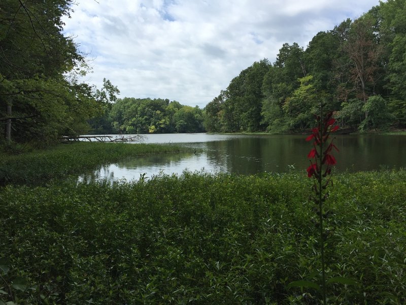 A cardinal flower grows near a cove off the Bill Favor Lakeshore Trail.