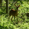 Someone's out for an early morning walk at Hildacy Farm Preserve.