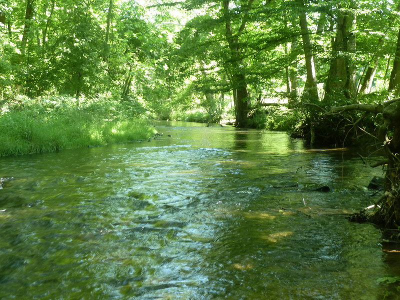 The Red Loop at Hildacy Farm Preserve offers a beautiful view of Crum Creek.