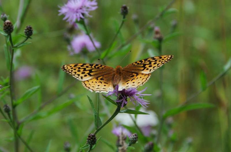 A butterfly lands on a flower in Schunnemunk Mountain State Park.
