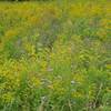 The lower meadow in Schunnemunk State Park can be peppered with bright wildflowers.