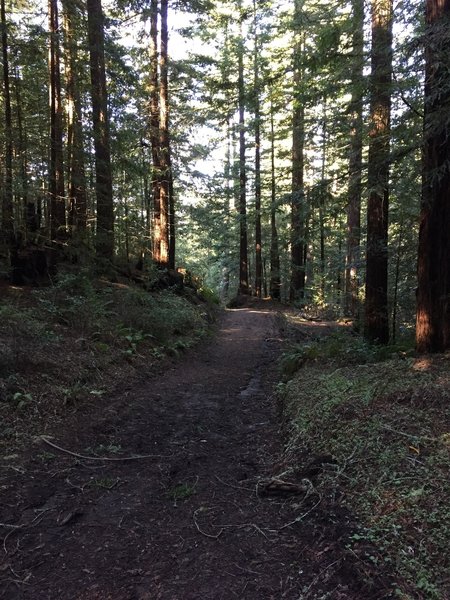 The Grabtown Gulch Trail is well manicured in this spot.