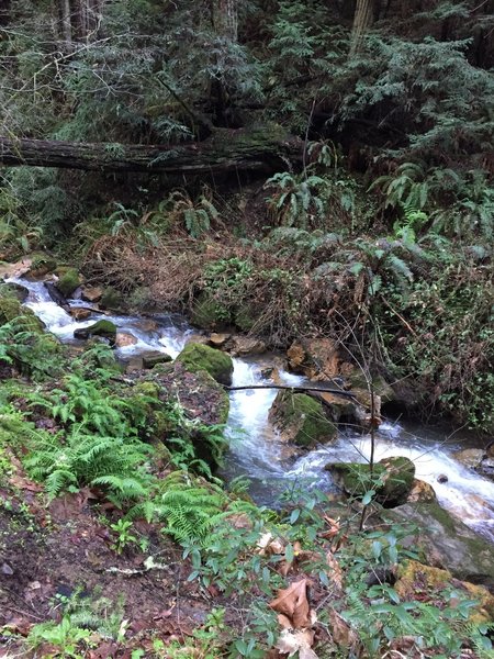 Enjoy beautiful, small falls along the path of the Purisima Creek Trail.