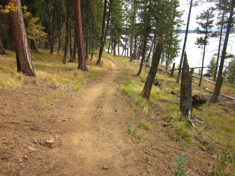 The Huckleberry Trail meanders through pine forests as it makes its way down to Payette Lake.