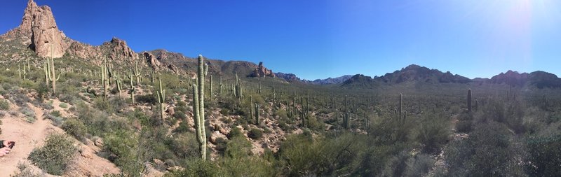 A saguaro forest stands tall alongside the Dutchman Trail.